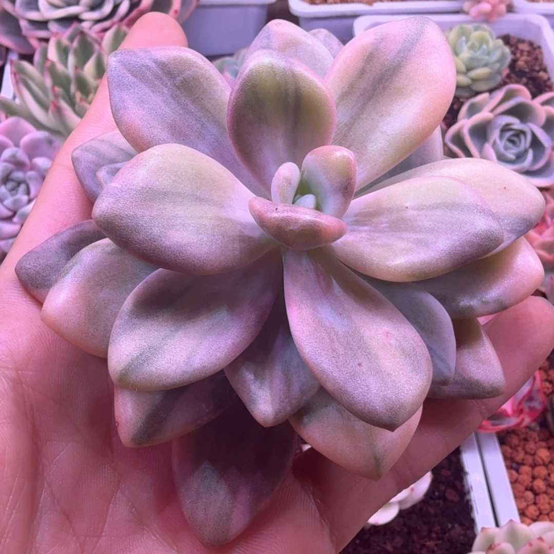 粉兔锦 多肉植物锦