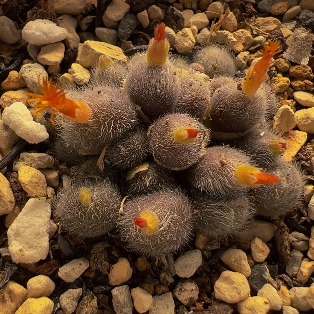 175多肉植物种类多样