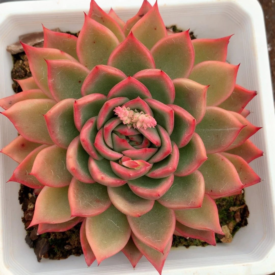 5362杂交多肉植物