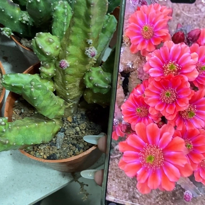 仙人球桃太郎一盆