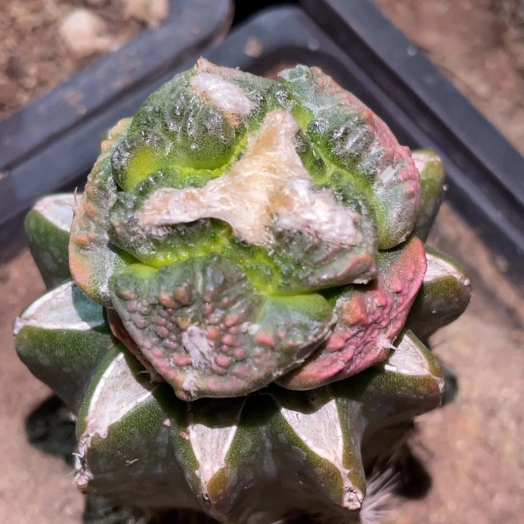 全部花朵丸犹牡丹锦067