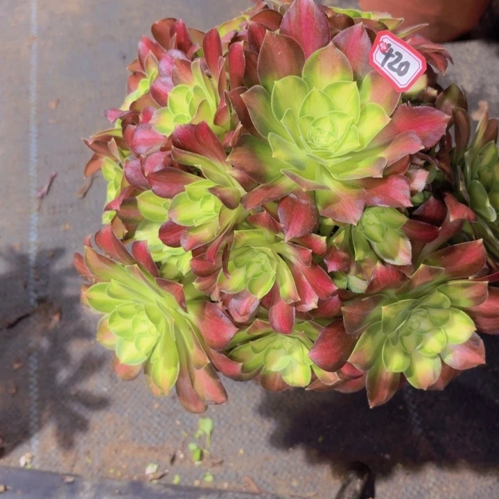 一物一拍韶华420