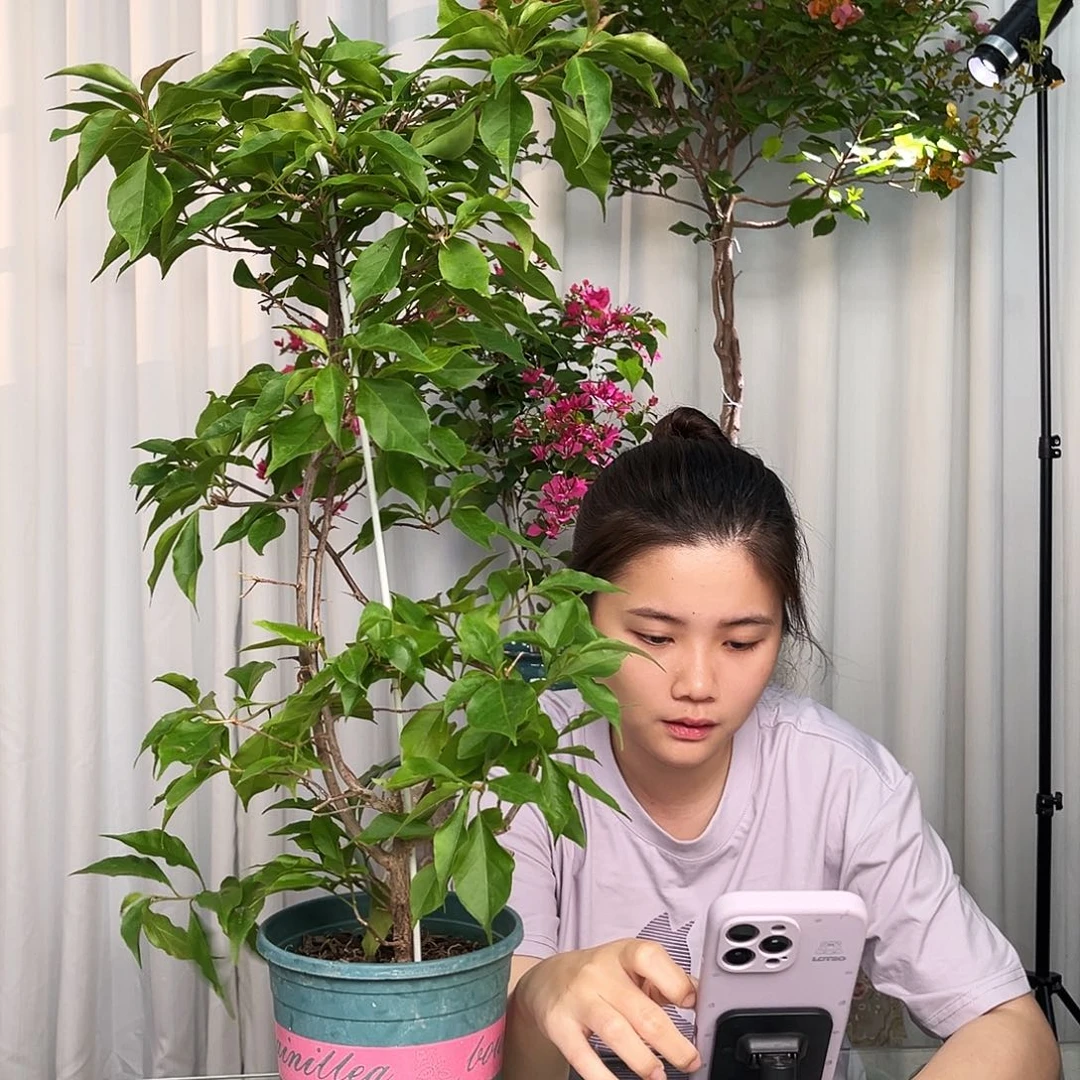 当前无花栽培后可以开花紫红桑巴带竹一颗