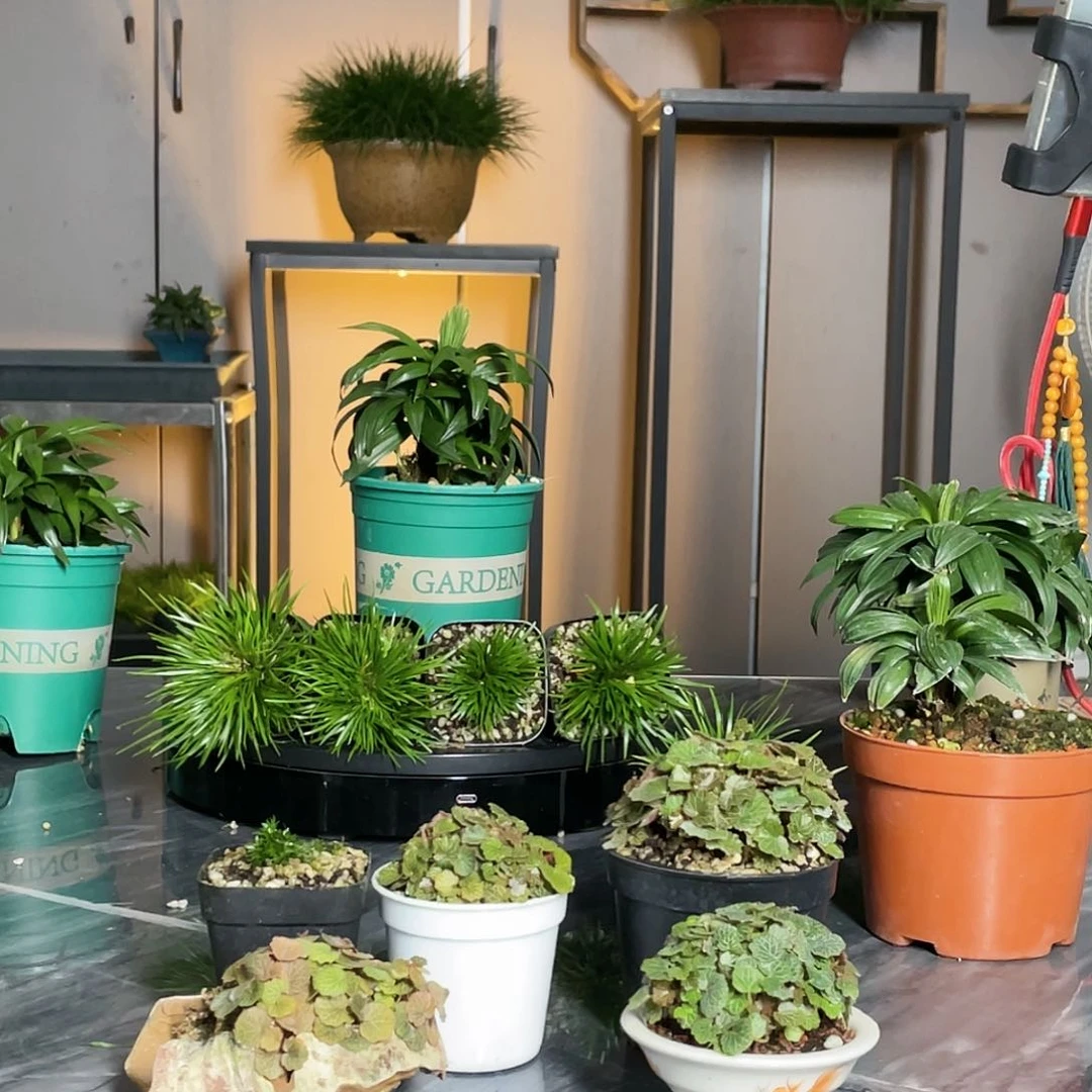 【闪购商品】不开花植物