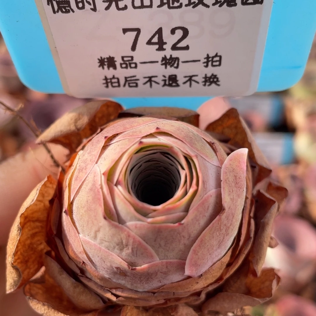 山地玫瑰742裸根发货不售后