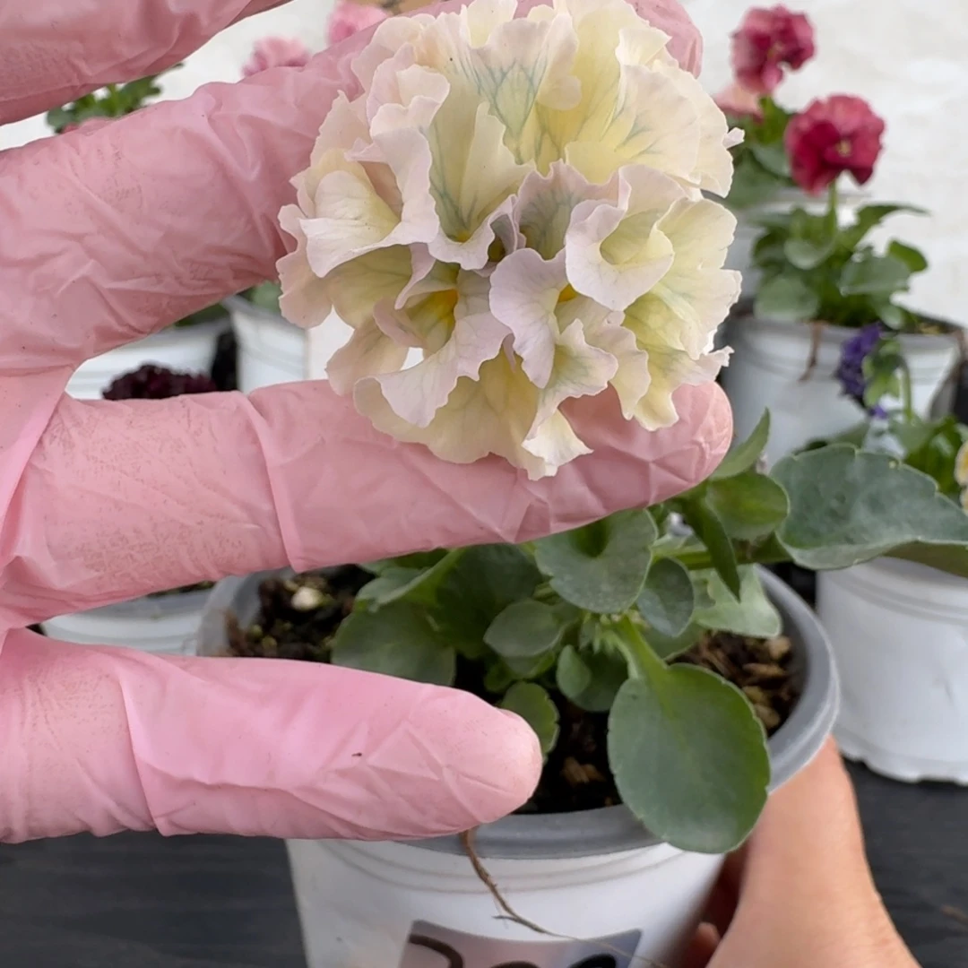 全部花朵202号礼服