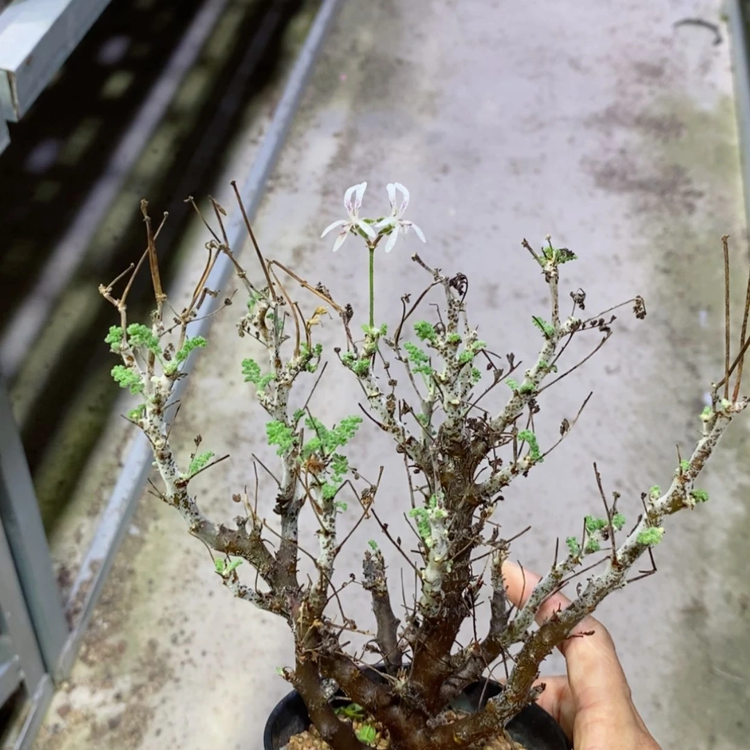 【闪购商品】沙漠洋葵