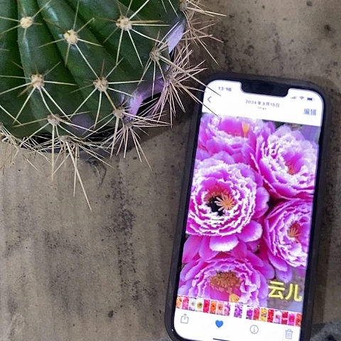 云儿毛花，26890000