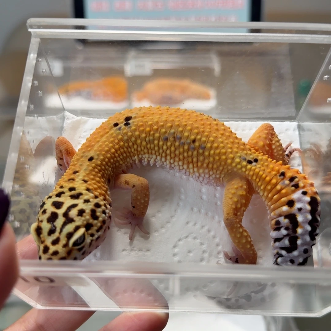 豹纹守宫血翡翠妹妹