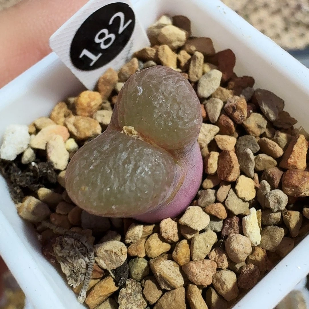 多肉植物福利肉锥182