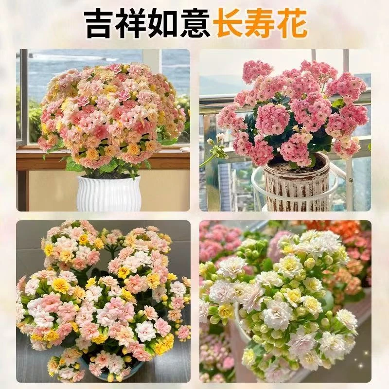 【清棚【拍一发四】】130盆长寿花带花苞重瓣颜色鲜艳