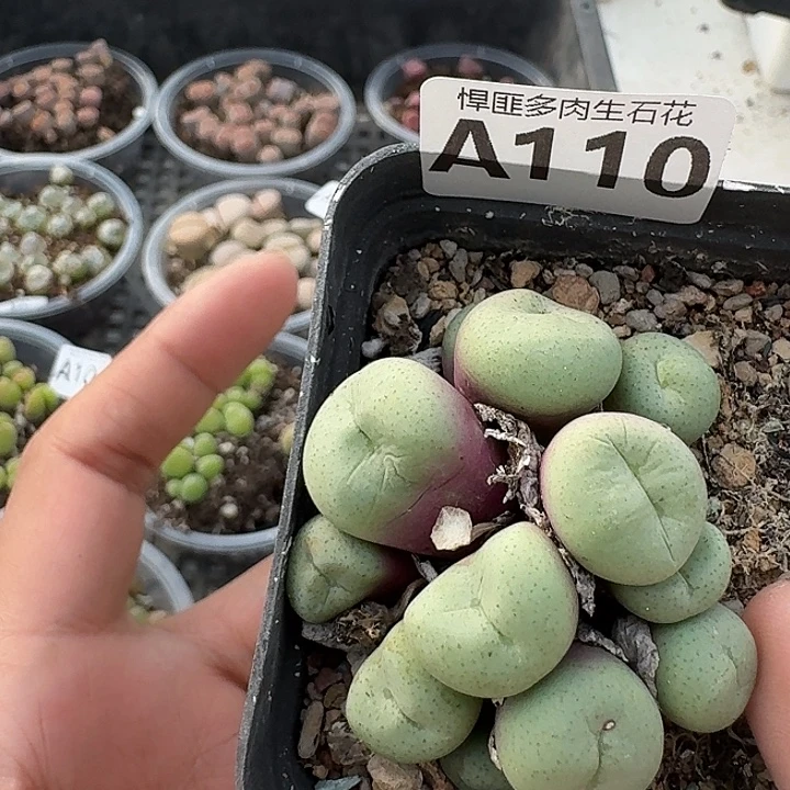 110多肉植物多肉植物