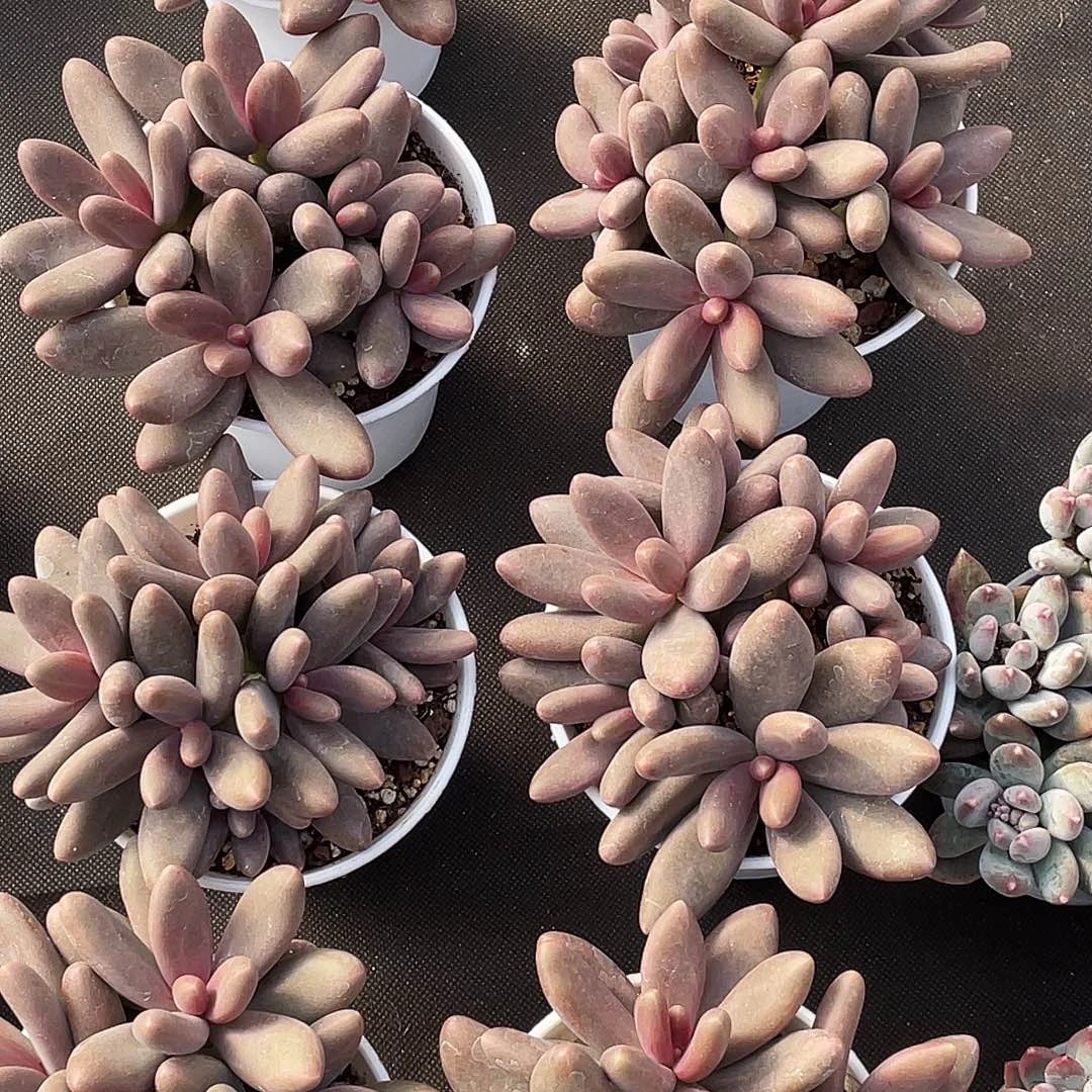 整桩无砍多头糖果美人一颗