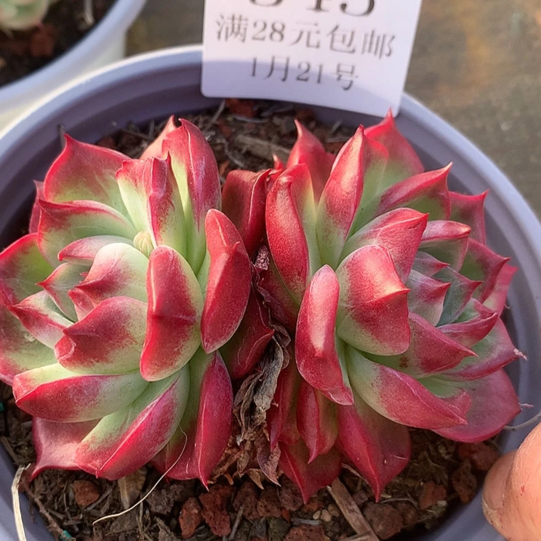 【闪购商品】云345