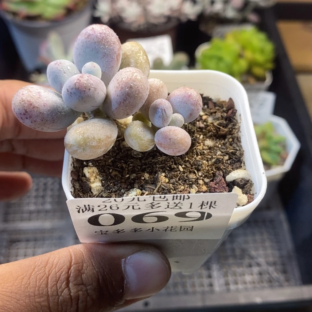 双头奶酪一物一拍满20包邮满26送一颗多肉