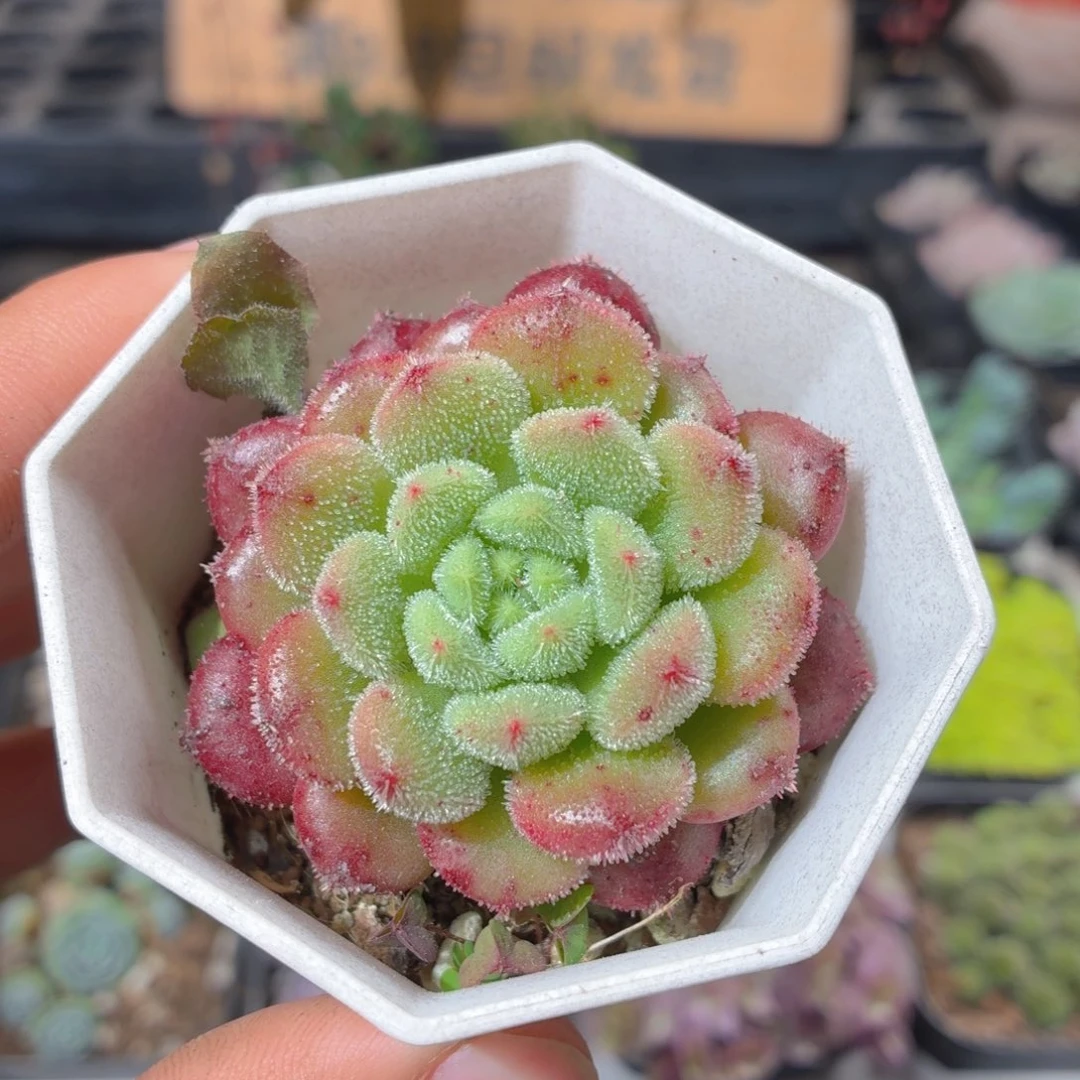 卡罗尔多肉9.9包邮发货