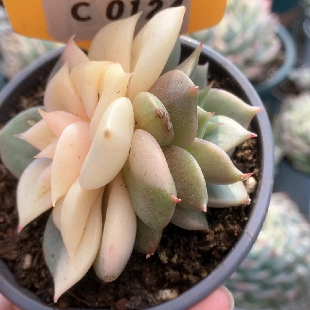 124贝加尔湖锦锦锦锦锦