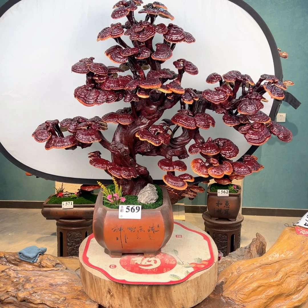 无花朵868888888888