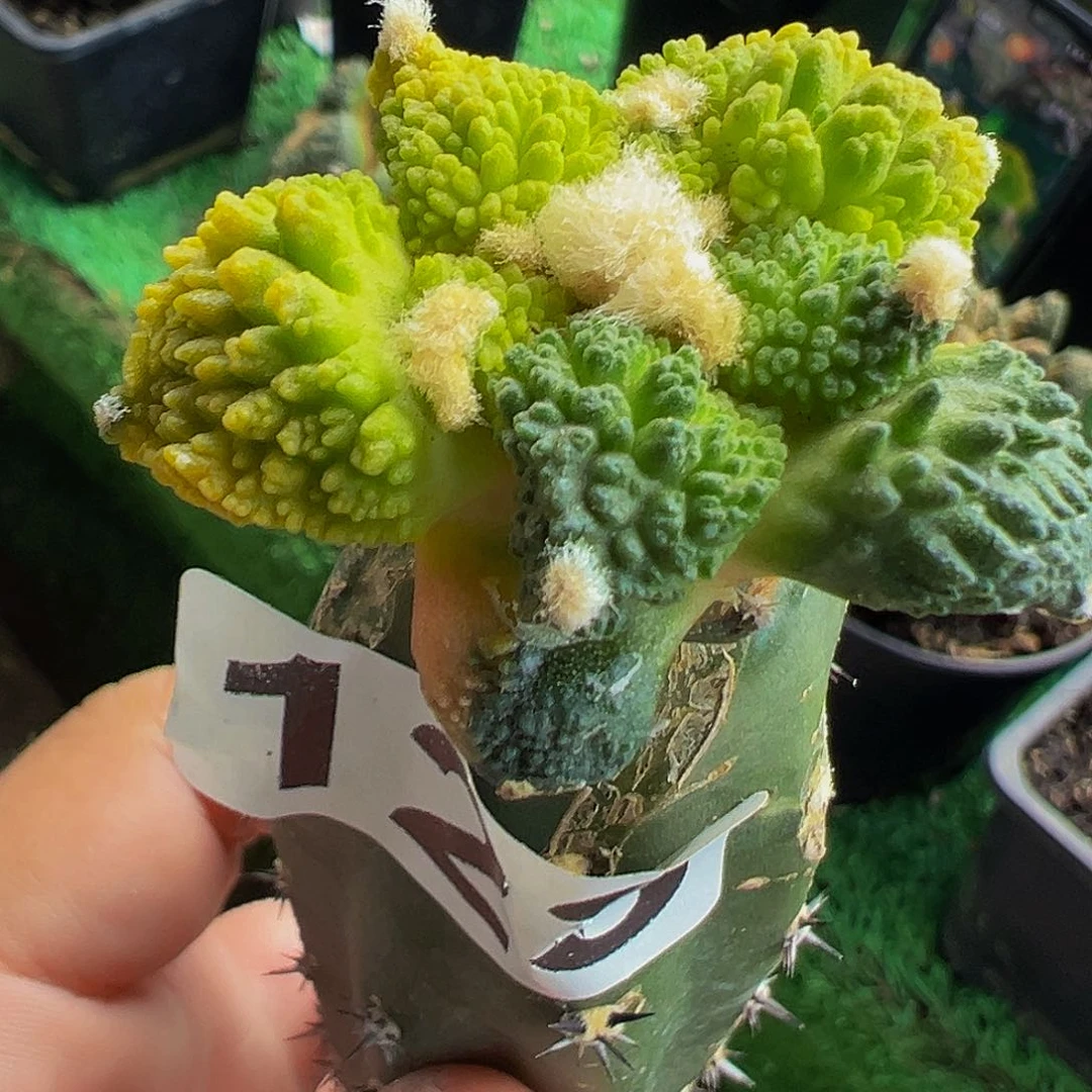 无花朵樱****舞哥斯拉牡丹123