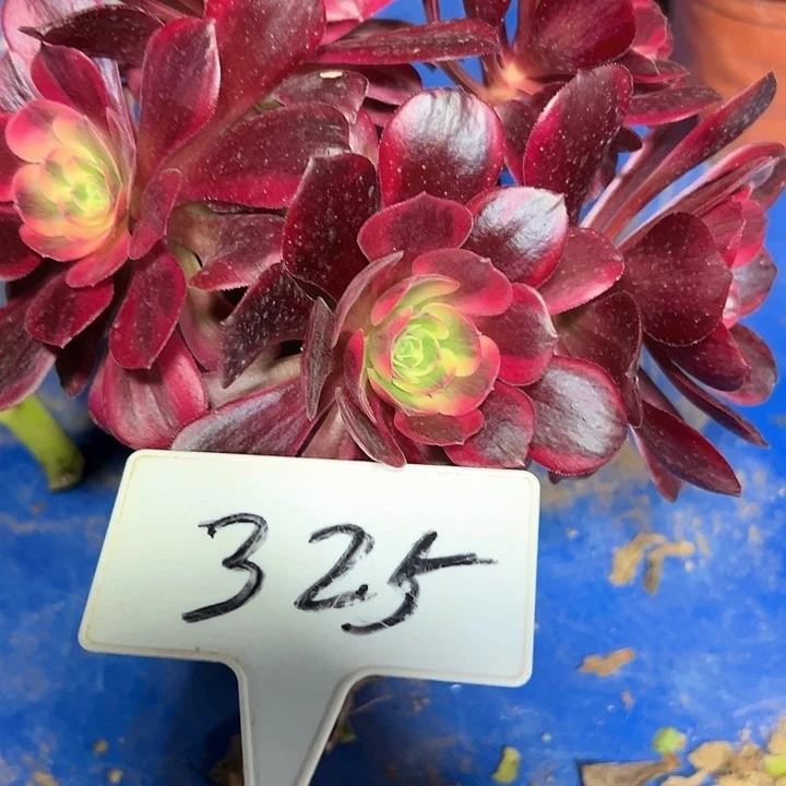 多肉植物美杜莎法师