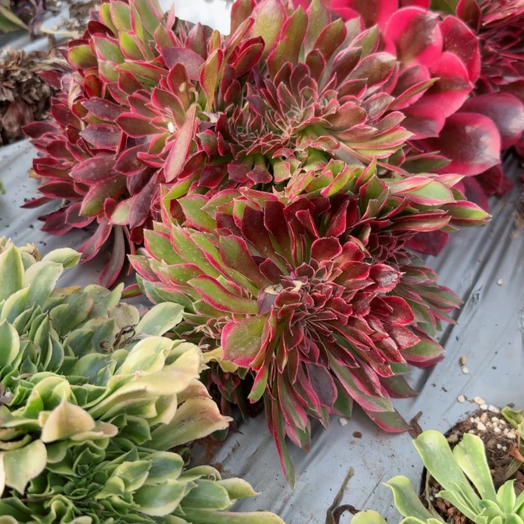 我8394 号多肉法师新年特价妖月