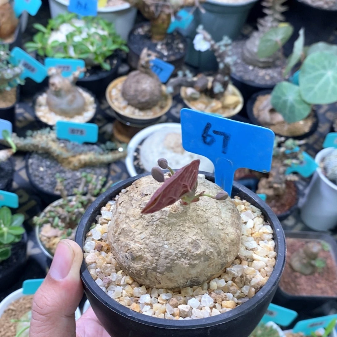 卵叶西番莲多肉植物