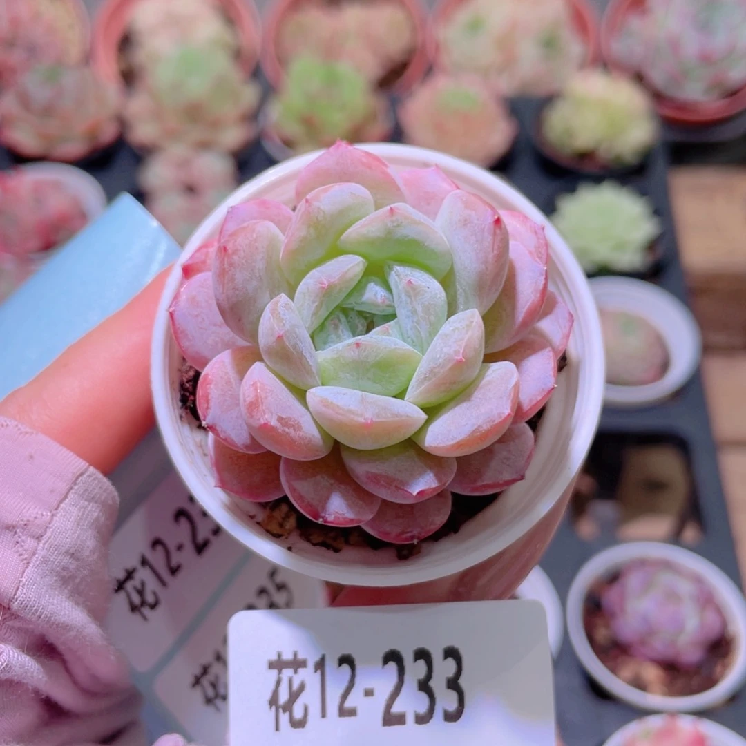 花利美12-233新品
