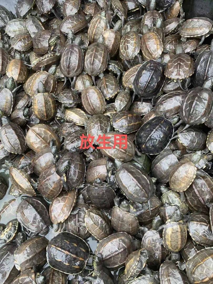 放生草龟中华草龟瑕疵断尾草龟4厘米以上
