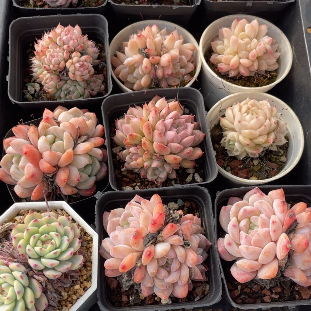 人****7多肉植物十二个精品组046