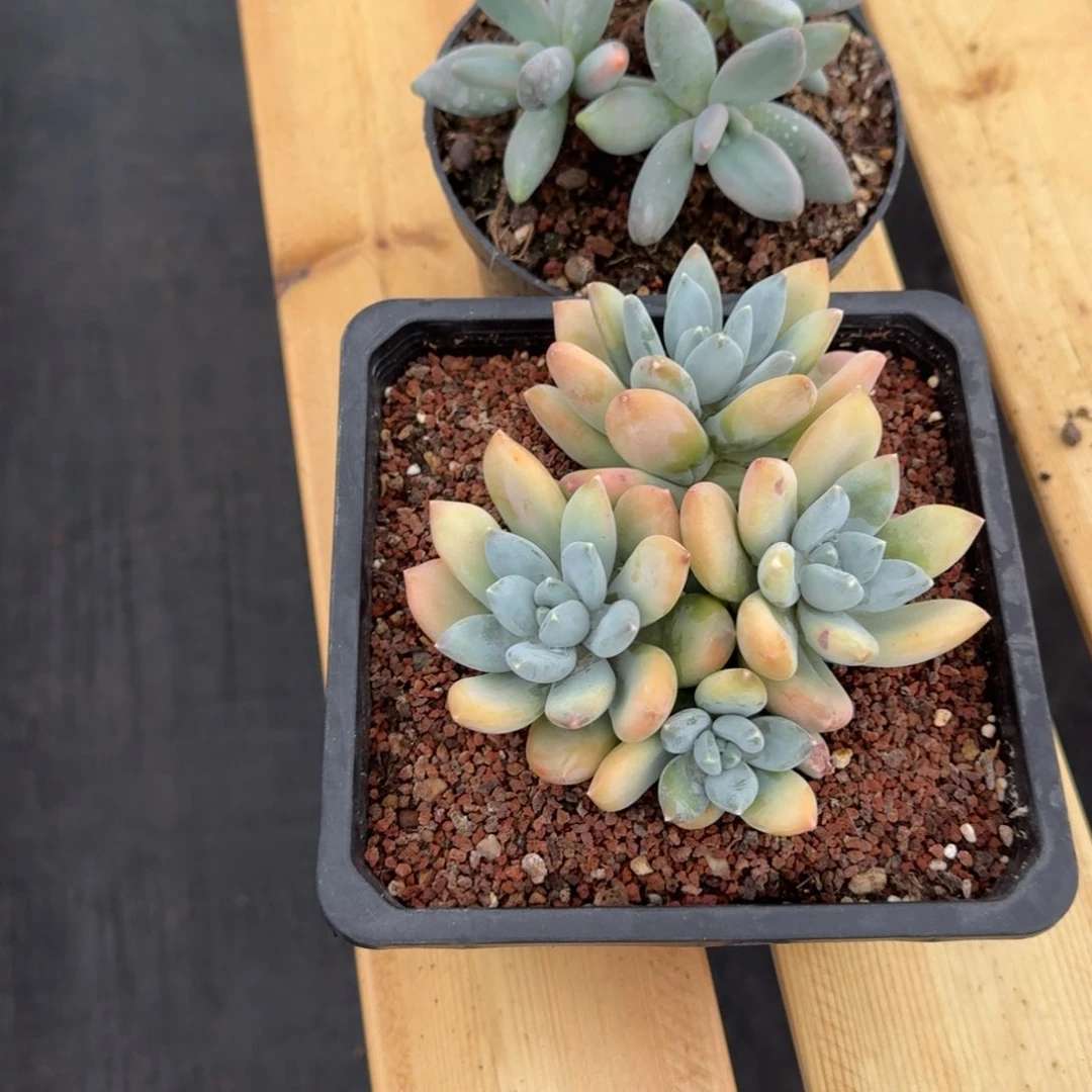 组合三色美人企鹅多肉植物 0000
