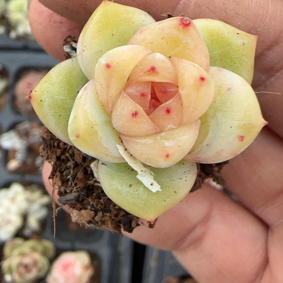 多肉小卡拉米糖心一物一拍