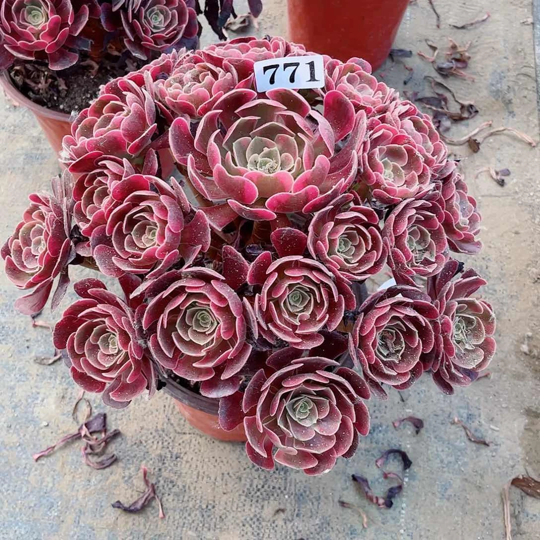 无花朵吾**三多肉植物爱神771