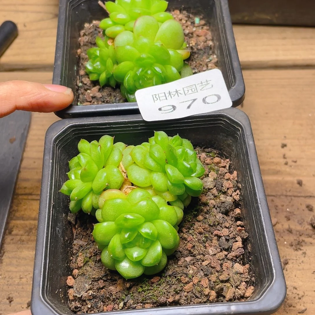 多肉植物多肉植物970