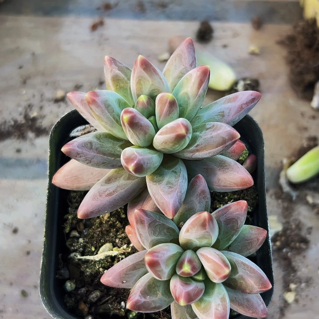 桔云多肉美人精品系列