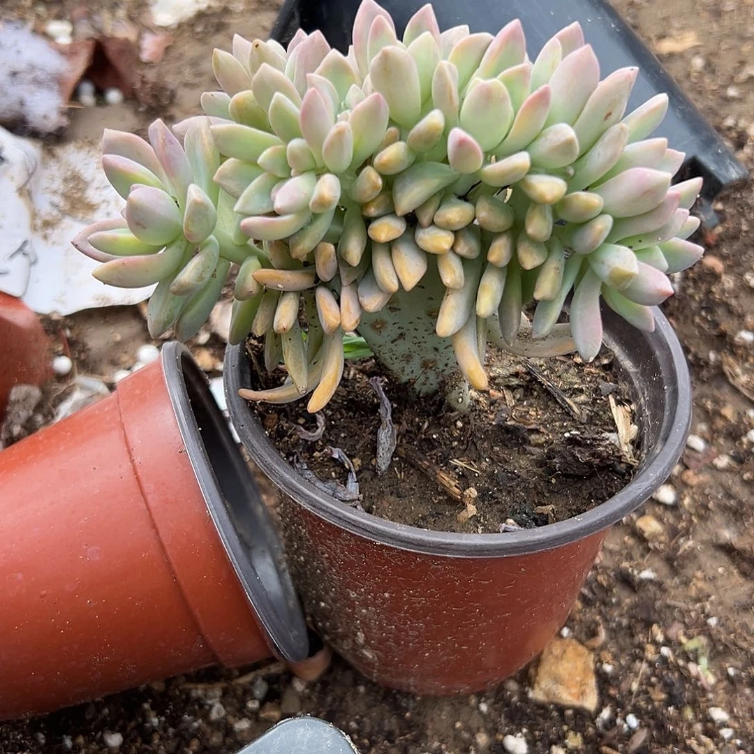 多肉植物淡雪缀朵朵