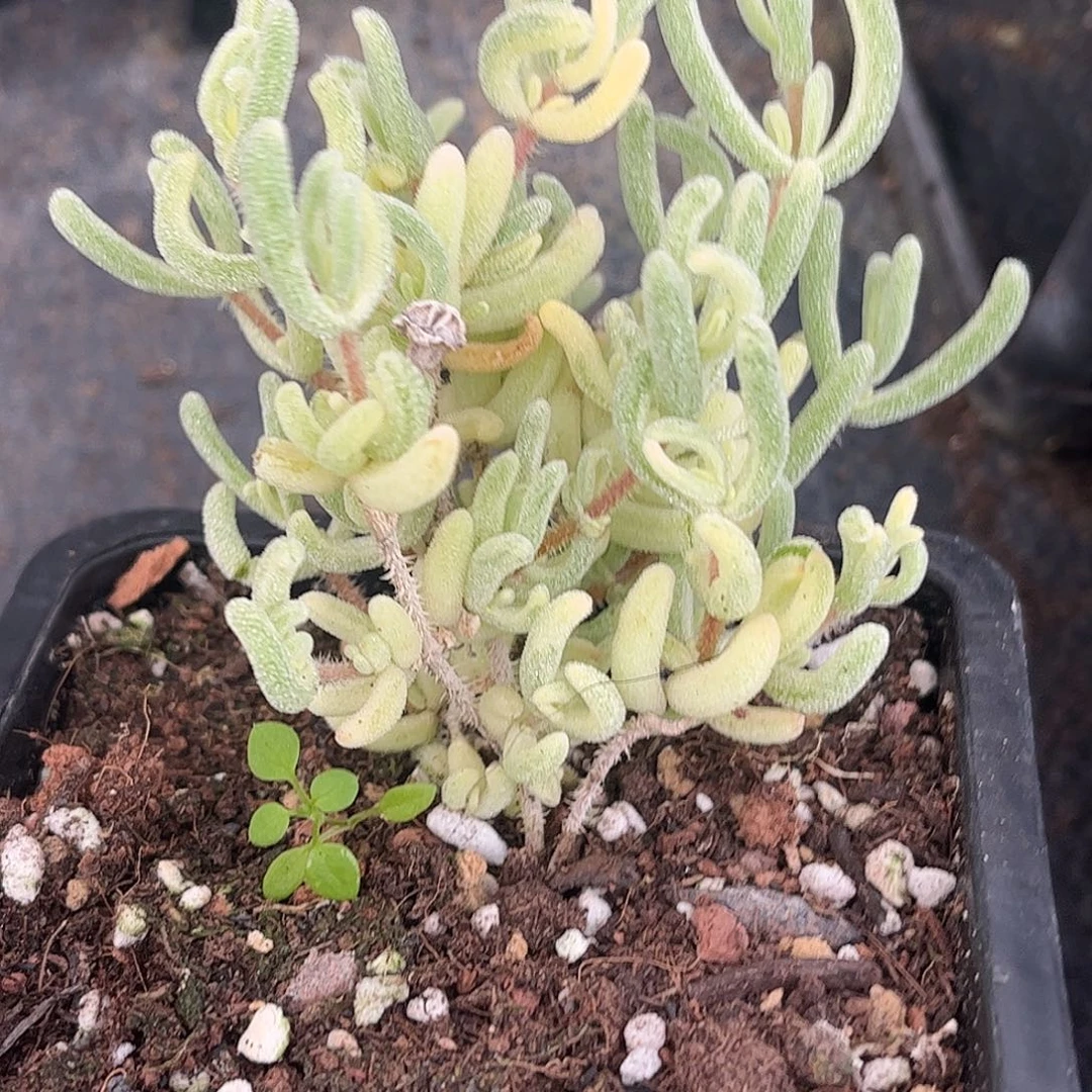 49橙叶锦优选枝干番杏