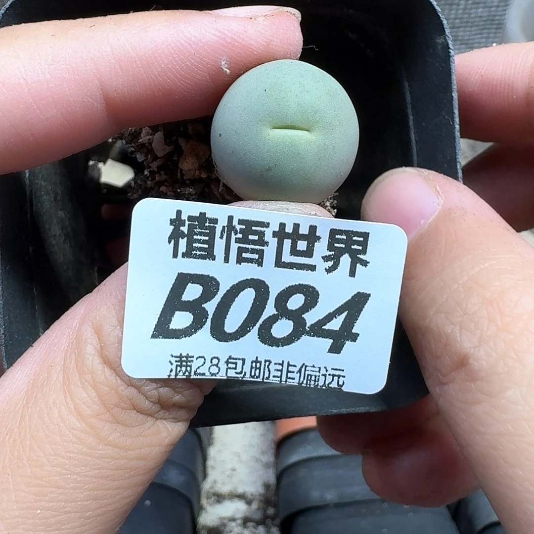 多肉植物的人生fhhn