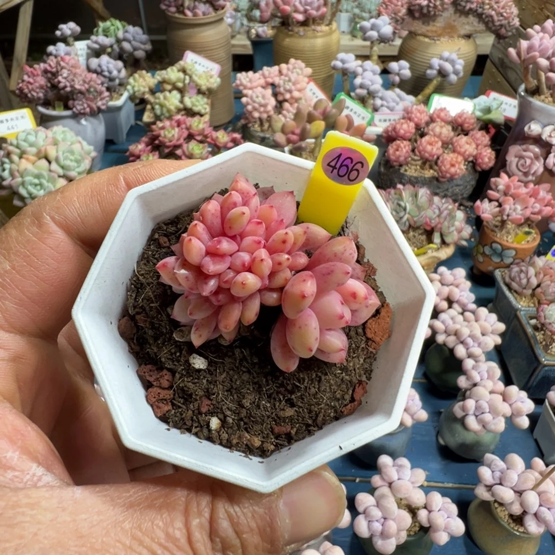 466号凌雪缀000000