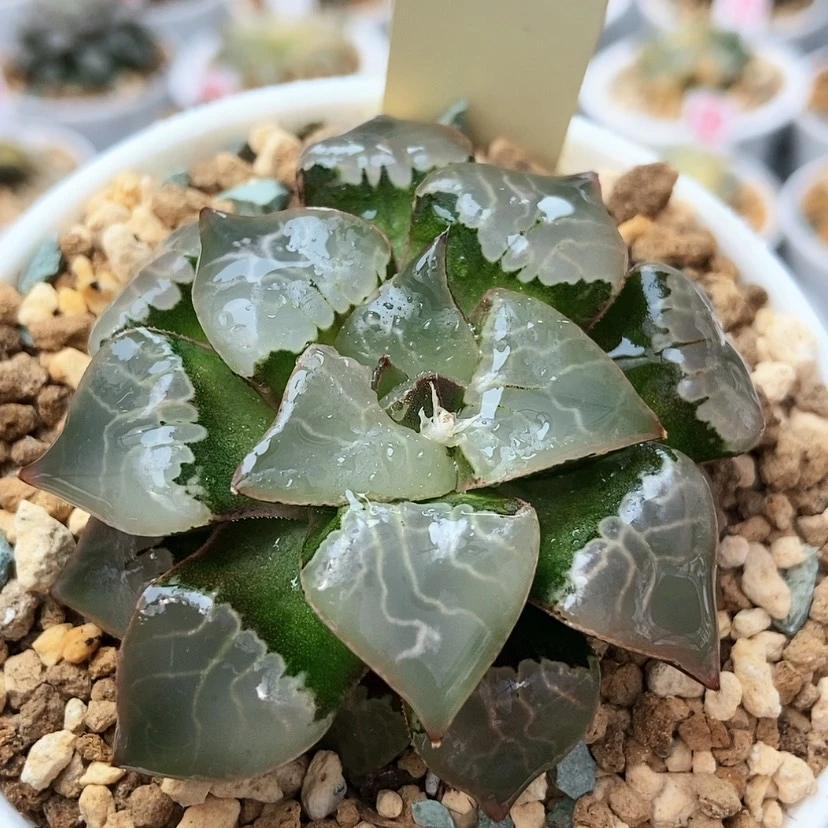 【闪购商品】火凤凰5