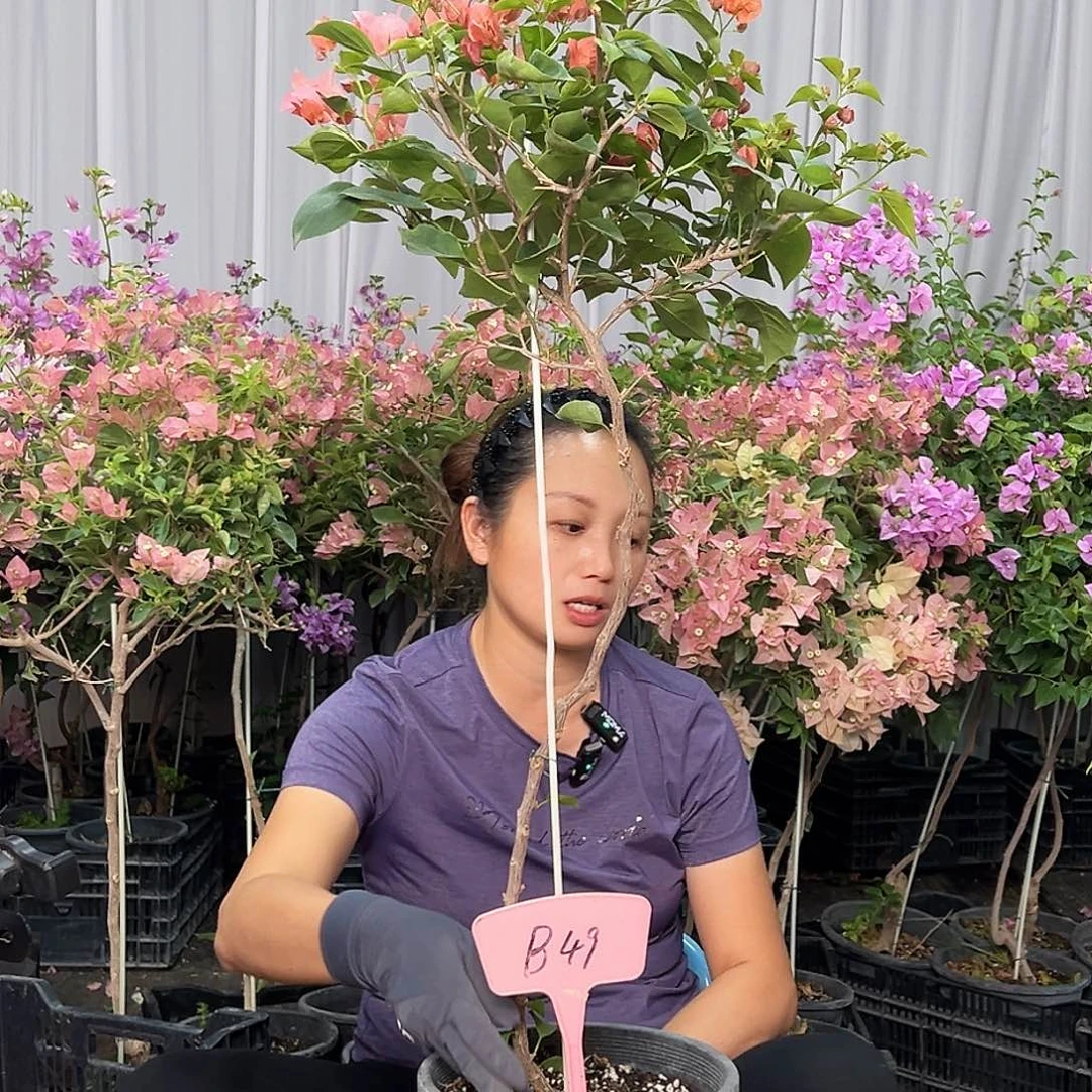 浅***语当前无花栽培后可以开花B49不甜
