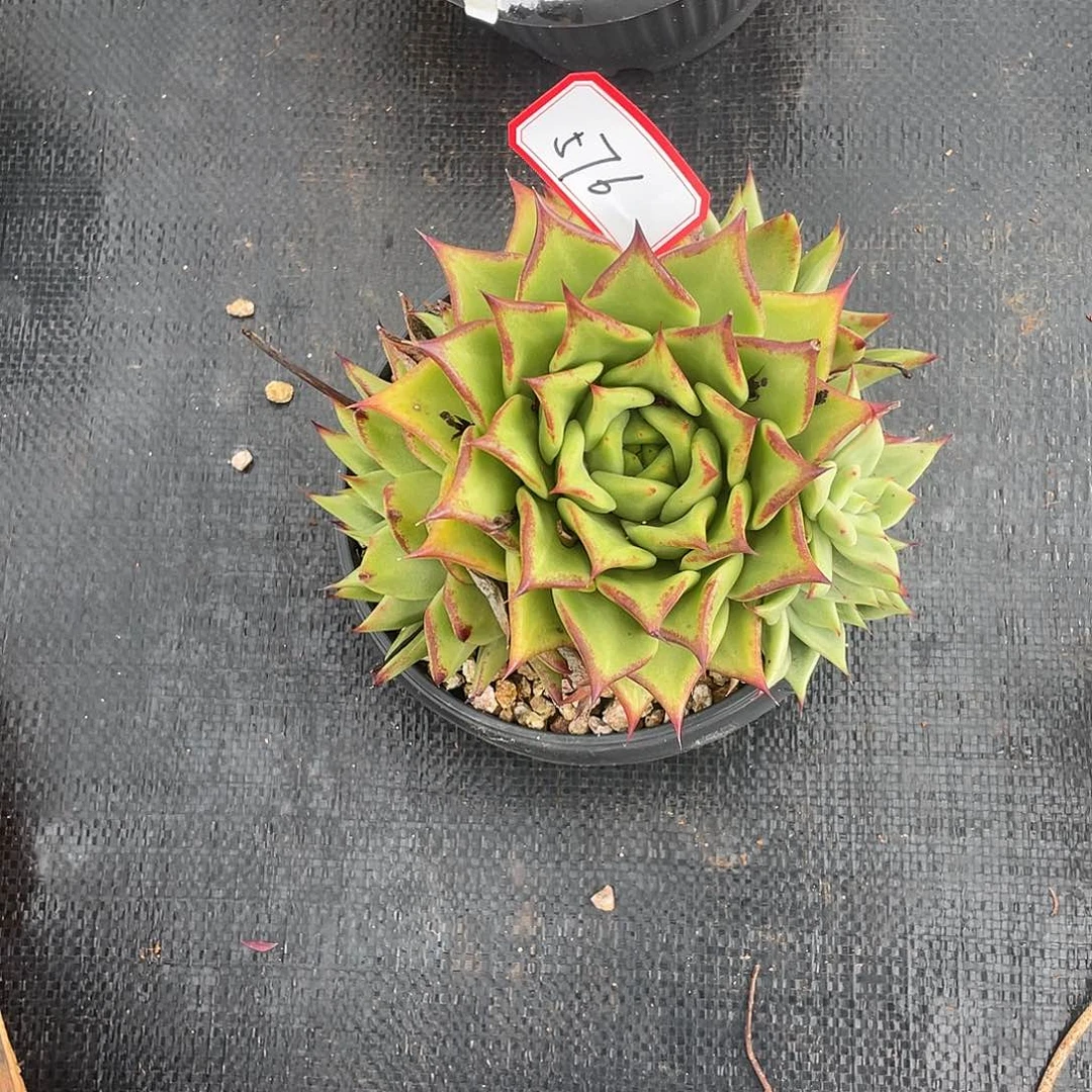 若如东云多肉组拍576