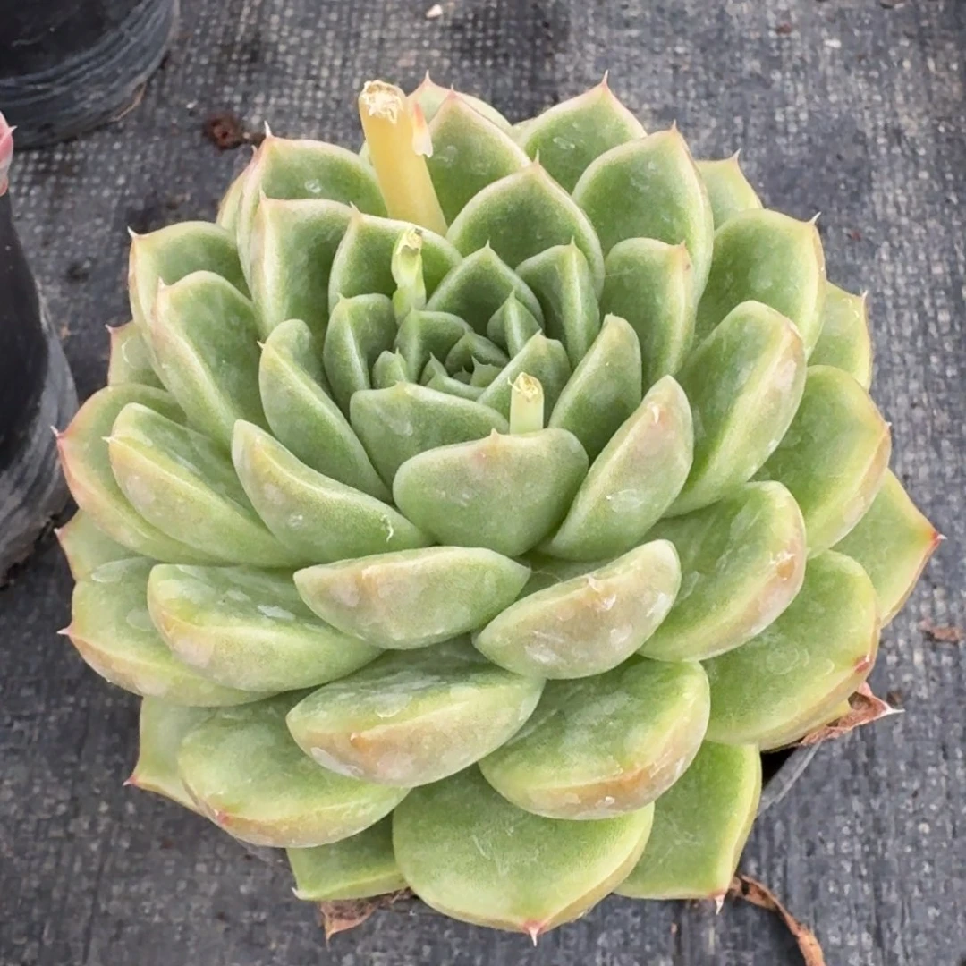 多肉杂交一物一拍27-84