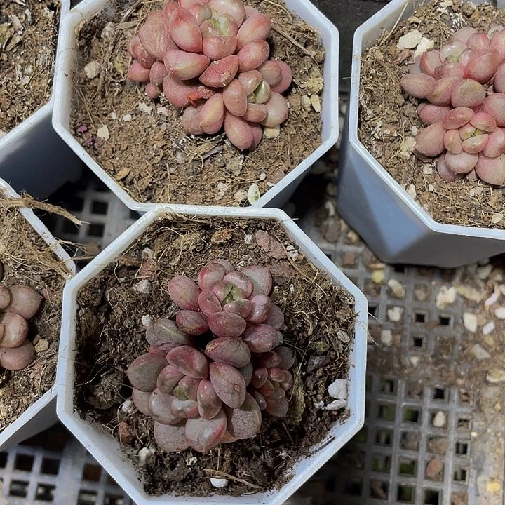 八角盆群三头葡萄群