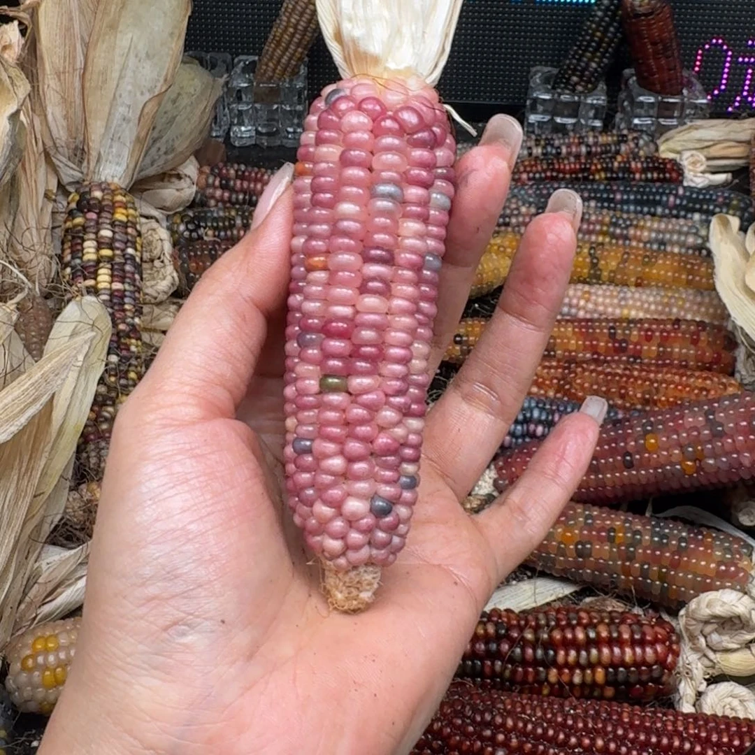 柏香籽/百香籽吊坠丫*～