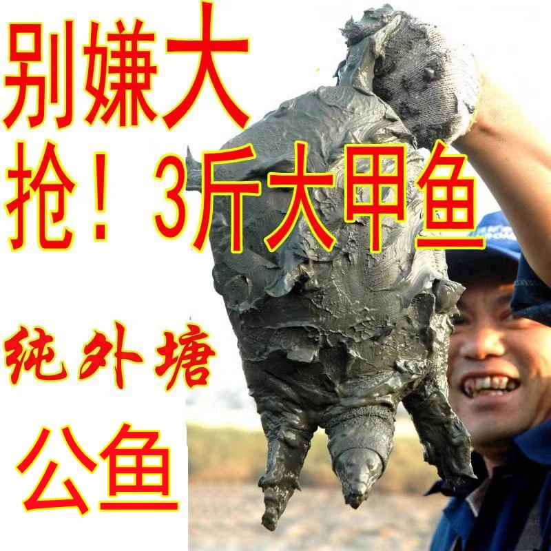 【鱼塘搬迁 】3斤1只 鲜活公甲鱼活体中华鳖水鱼食用 亏本甩卖