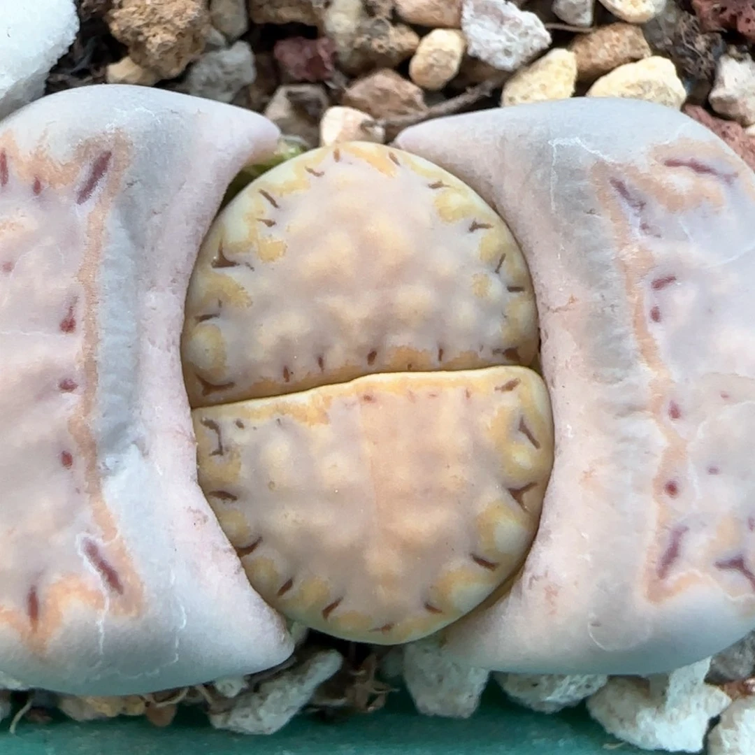 2.21。糖霜饼干。5035