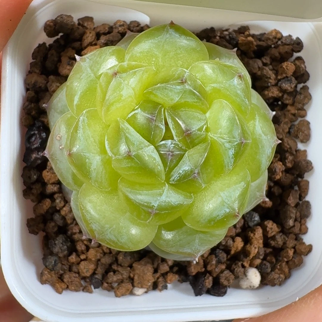 0915-28-1033单头