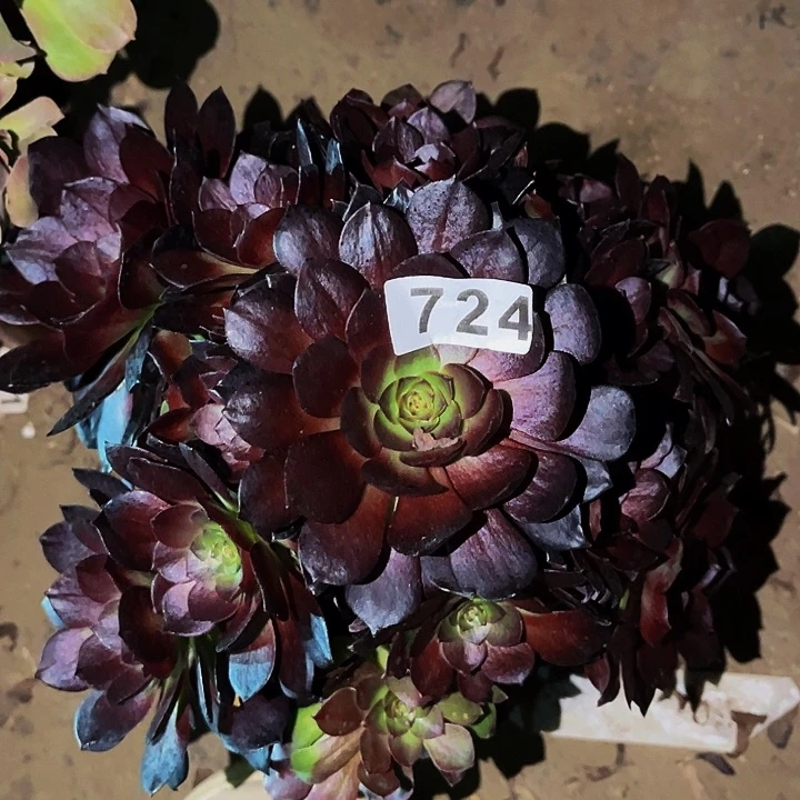 724黑骑士多肉植物处理不售后