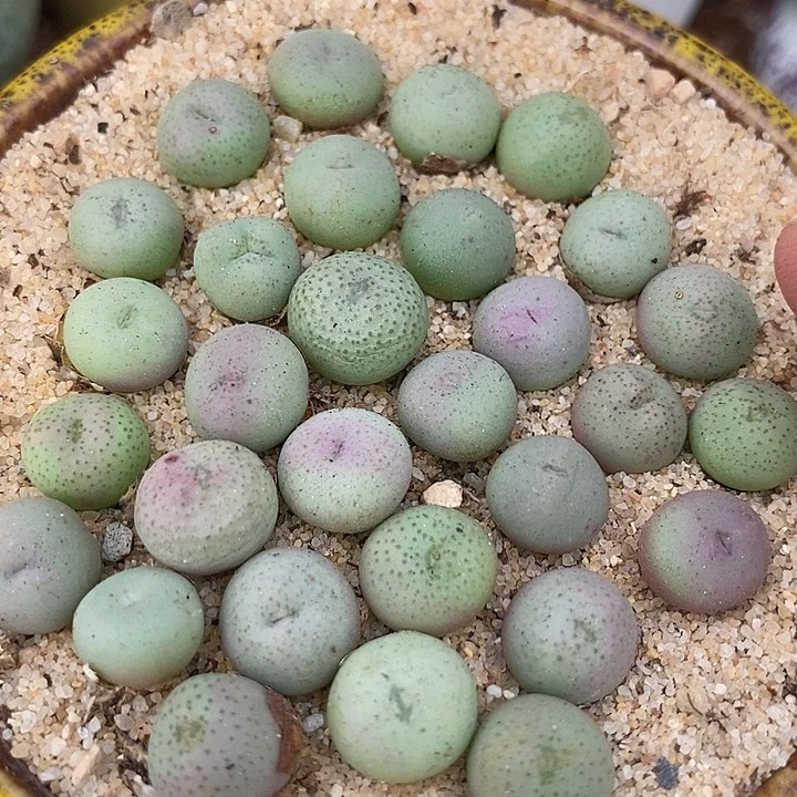 14515海豚嘴一颗