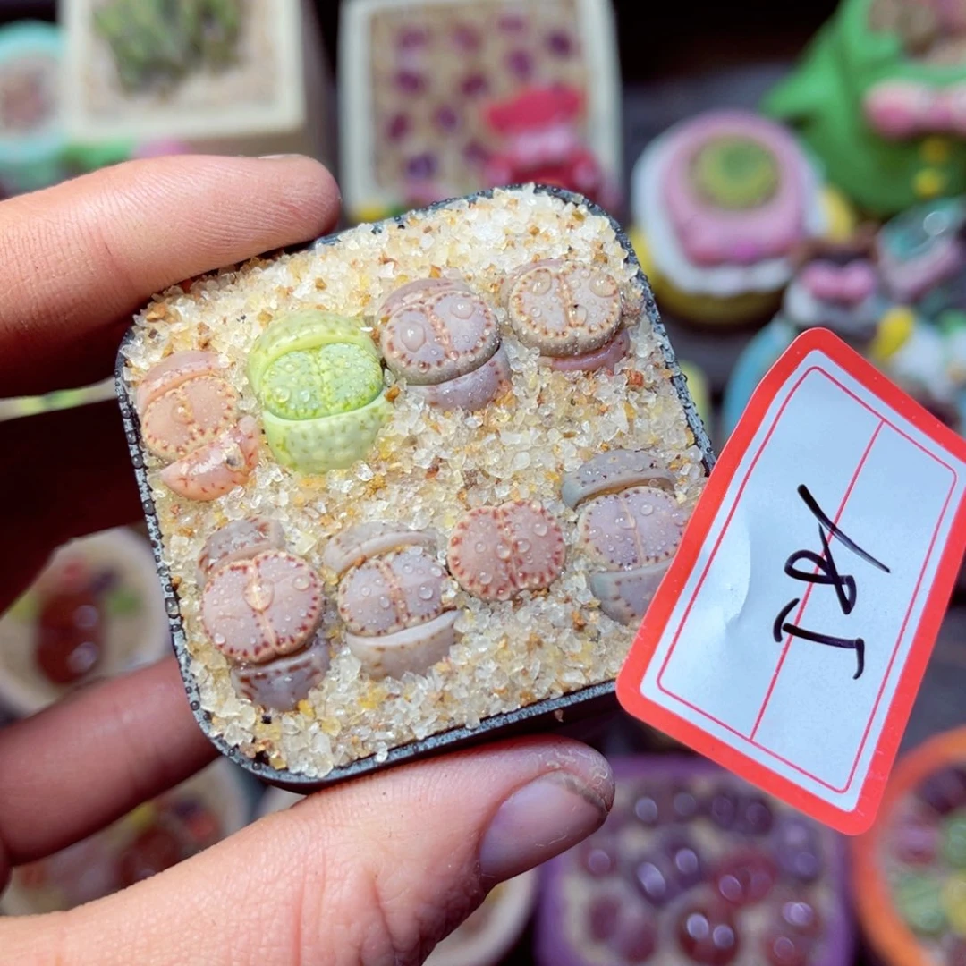 581生石花带盆发